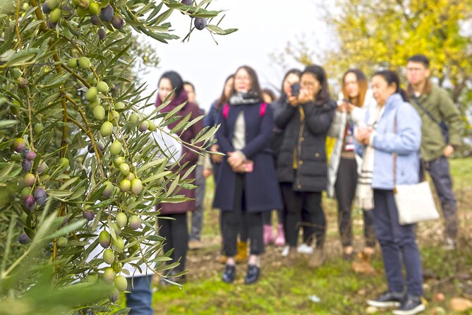 Olive Oil Mill Visit With Extra-Virgin Olive Oil Tasting in Jaén - Key Points