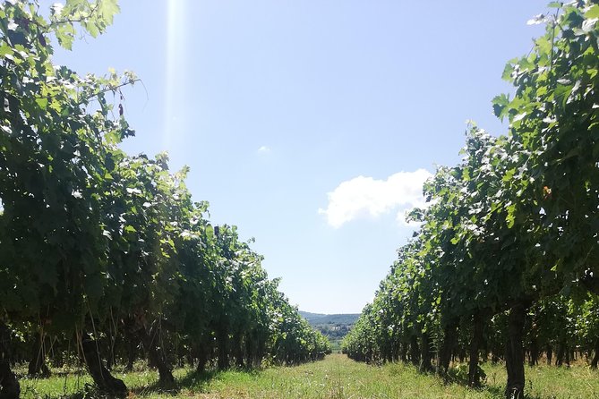 Open Top Van!! Half Day in Chianti With Wine Tasting - Tour Overview