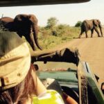 open vehical safari in kruger national park half day Open Vehical Safari in Kruger National Park Half Day