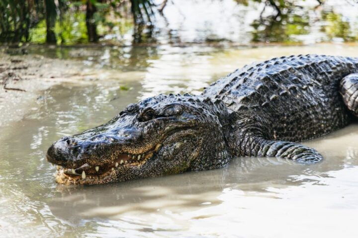 Orlando: Gatorland Skip-the-Line Ticket - Key Points