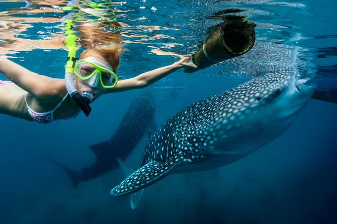 Oslob Snorkeling With Whale Sharks and Kawasan Canyoning - Key Points