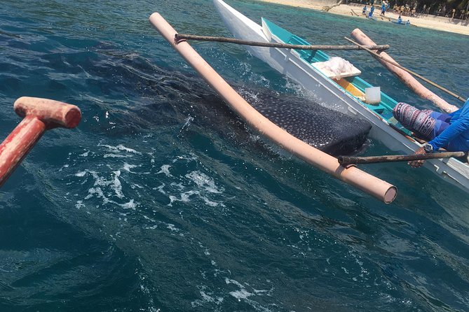 Oslob Whale Shark, Sandbar, Waterfall Private Tour From Cebu - Itinerary Details