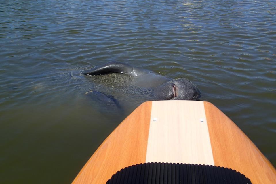 Osprey: Guided Dolphin and Manatee SUP or Kayaking Tour - Key Points