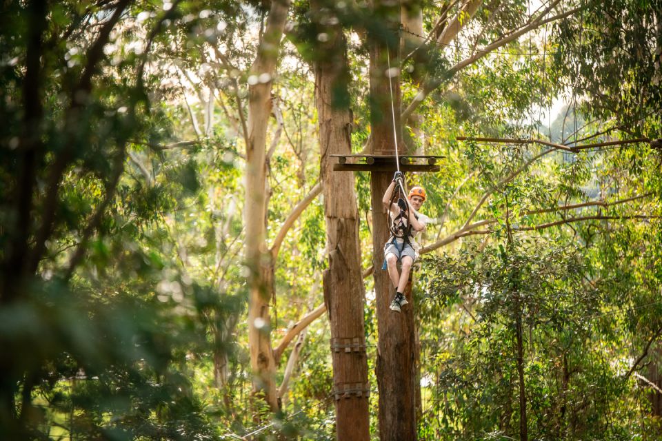 Ourimbah: Central Coast Treetops Adventure Tree Ropes Course - Key Points