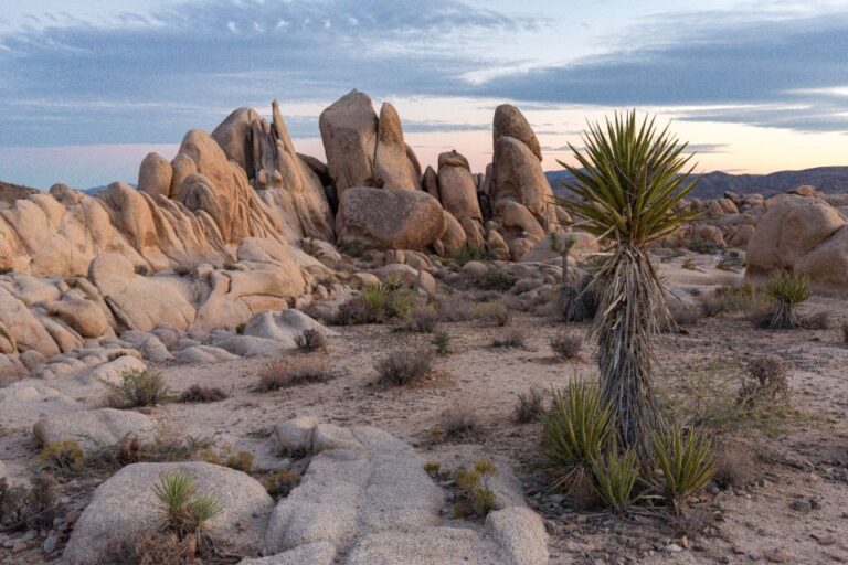 Palm Springs & Joshua Tree: National Park Self-Guided Tours