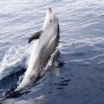 panama city beach dolphin watching trip by catamaran Panama City Beach: Dolphin Watching Trip by Catamaran