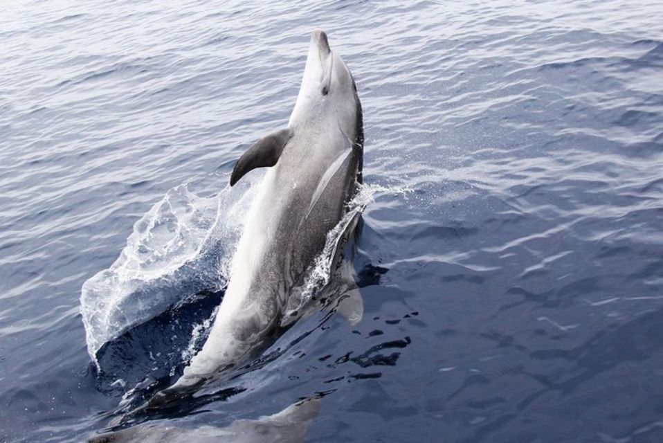 Panama City Beach: Dolphin Watching Trip by Catamaran - Key Points