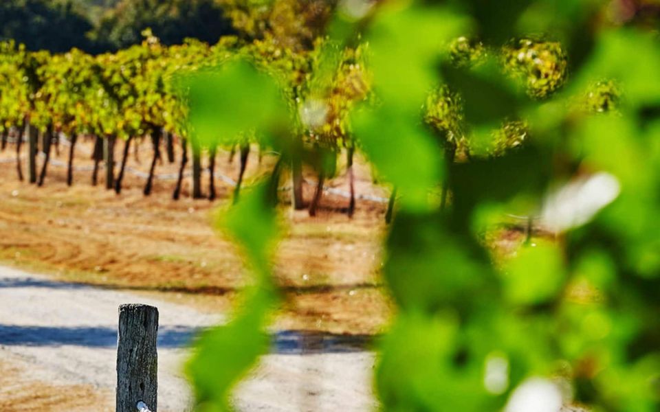 Perth: Pinnacles and Swan Valley Wine Day Tour With Lunch - Key Points