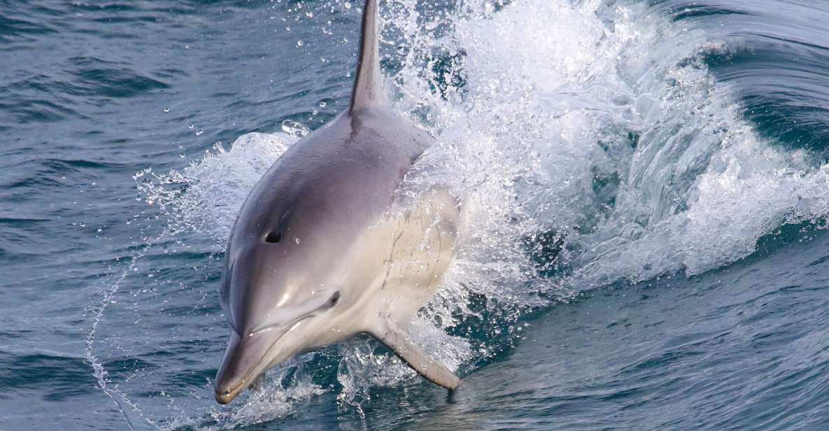 Philip Island: Dolphin and Whale Cruise - Key Points