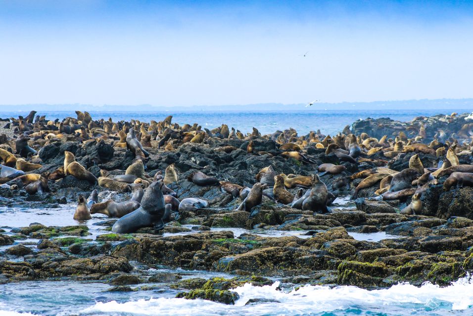 Philip Island: Seal Watching Cruise - Key Points
