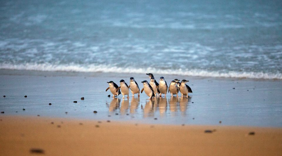 Phillip Island: Penguin Parade and Multi Attraction Pass - Pricing and Features