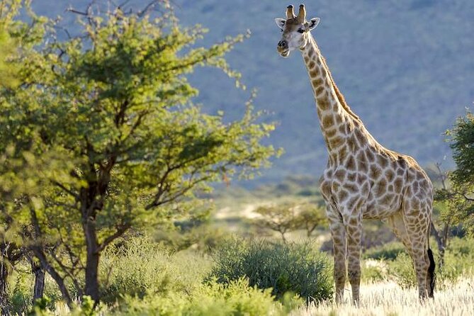 Pilanesberg Full Day Safari - Key Points