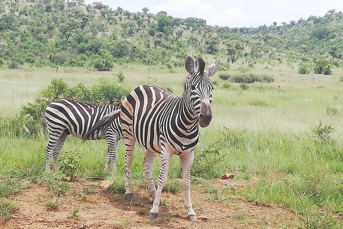 Pilanesberg National Park 3-Day Safari With Accommodation  - Johannesburg - Key Points