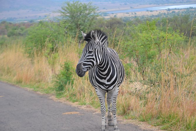 Pilanesberg National Park Full-Day Tour From Johannesburg - Tour Highlights