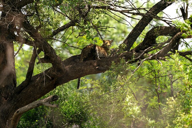 Pilanesberg National Park Private Full-Day Safari Tour  - Johannesburg - Key Points