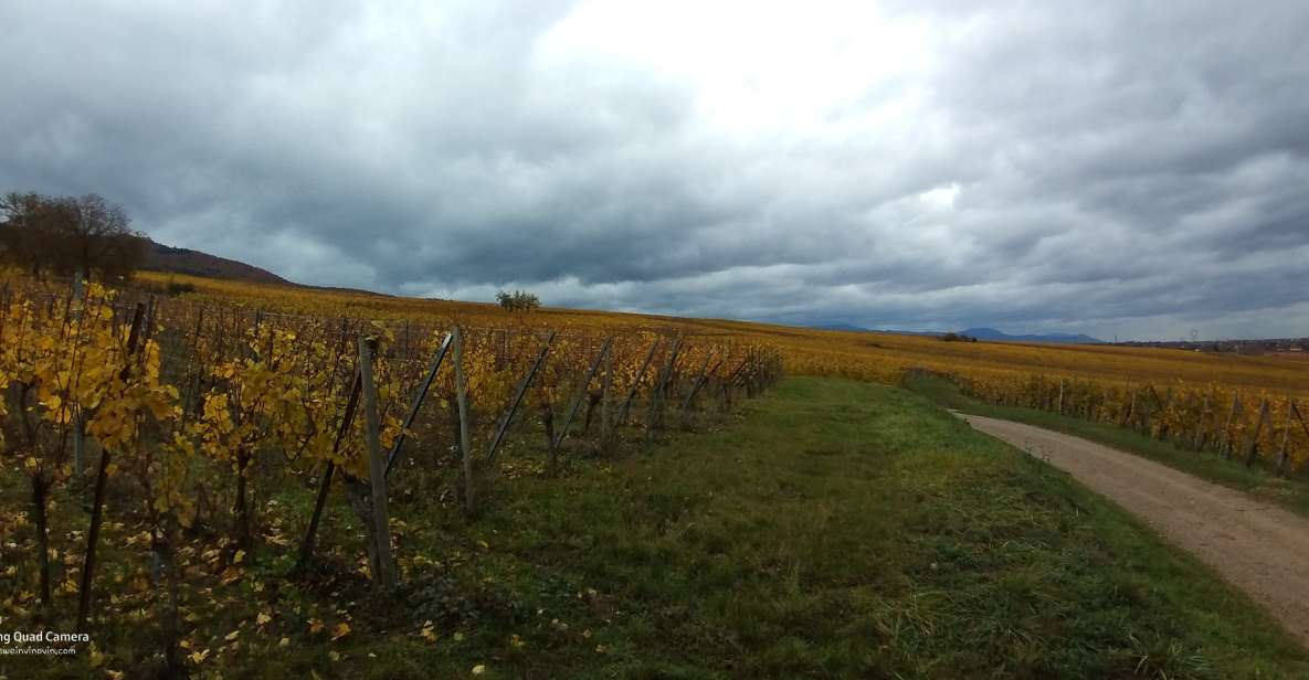 Pinot Noir in Baden-Württemberg. - Key Points