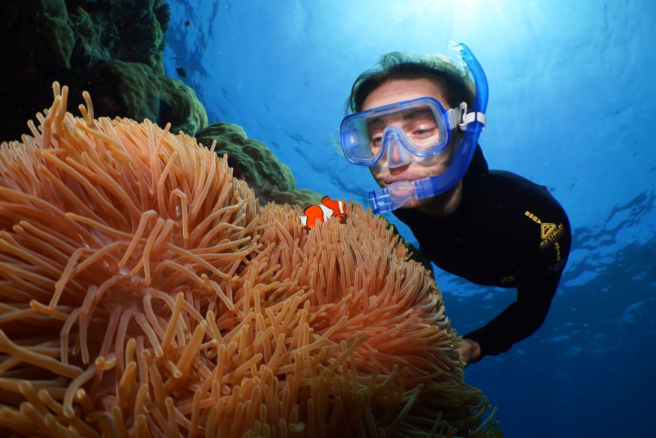 Port Douglas: Silversonic Great Barrier Reef Dive & Snorkel - Key Points