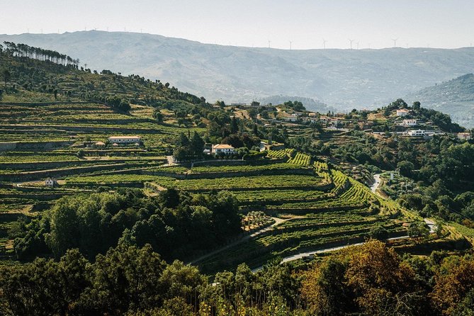 Premium Private Douro & Vinho Verde Tour: Wine Tastings & Lunch - Key Points