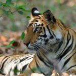 private 12 day safari tour parks reserves of central india new delhi Private 12-Day Safari Tour: Parks & Reserves of Central India - New Delhi