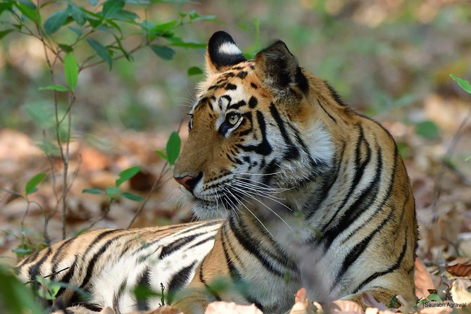 Private 12-Day Safari Tour: Parks & Reserves of Central India  - New Delhi - Key Points