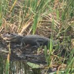 private 2 hour airboat tour of miami everglades Private 2-Hour Airboat Tour of Miami Everglades
