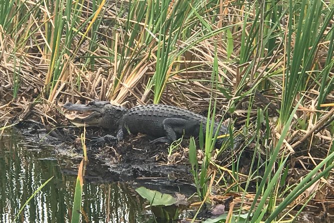 Private 2-Hour Airboat Tour of Miami Everglades - Key Points
