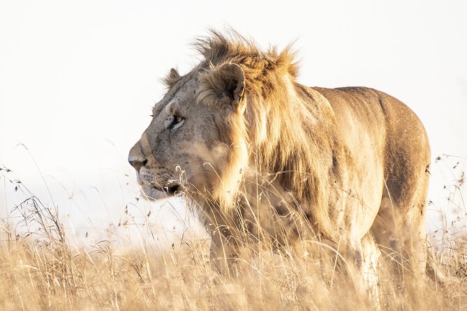 private 5 hour lion park tour from johannesburg or pretoria Private 5-Hour Lion Park Tour From Johannesburg or Pretoria