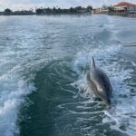 private boat offering dolphin watching island excursions and nature tours Private Boat Offering Dolphin Watching, Island Excursions and Nature Tours