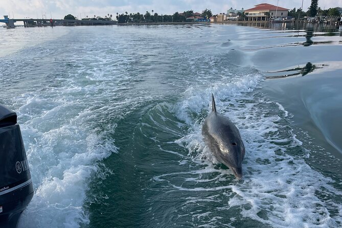 Private Boat Offering Dolphin Watching, Island Excursions and Nature Tours - Tour Highlights