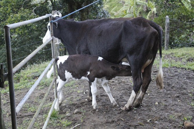 Private Family-Friendly Farm Tour With Cow Milking & Breakfast  - Monteverde - Tour Highlights