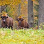 private full day bison safari tour in bialowieza national park Private Full Day Bison Safari Tour in Bialowieza National Park