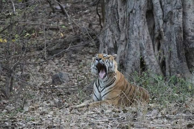 Private Full Day Trip to Ranthambore - Key Points