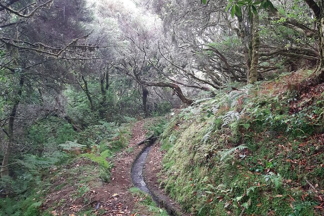 Private Guided Walk Levada Brasileiro – Levada Do Moinho - Key Points