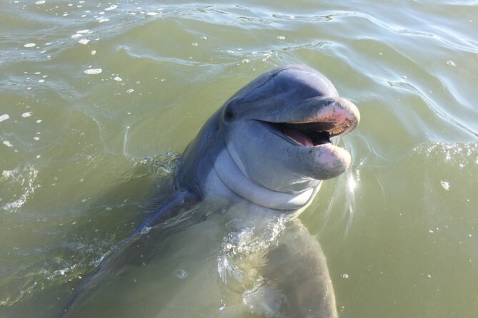 Private Hilton Head Dolphin Tour - Key Points