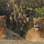 private lion safari in the gir national park in gujarat Private Lion Safari in the Gir National Park in Gujarat