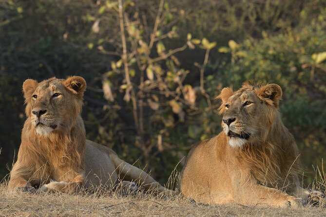 Private Lion Safari in the Gir National Park in Gujarat - Key Points