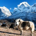 private multi day tour everest base camp treksin kathmandu Private Multi-Day Tour Everest Base Camp Treksin Kathmandu