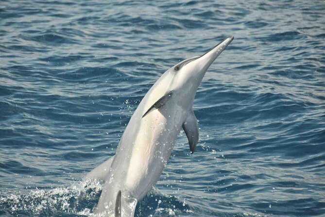 Private Snorkel Trip With Lunch From Waikiki on a Yacht - Experience Highlights