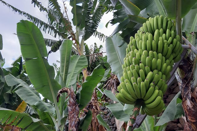 Private Tour of Banana Farm From Funchal - Key Points