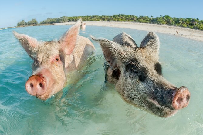 Private Tour to Pig Island and Koh Tan by Long Tail Boat - Key Points