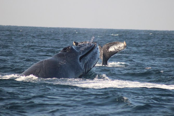 Private Whale Watching Tour in Puerto Vallarta - Key Points