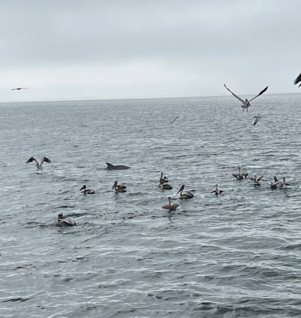 Public Dolphin & Scenic Bay Sightseeing Cruise, Pensacola FL - Key Points