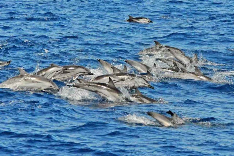 Puerto Rico : 4 H Premium Dolphin Catamaran Tour - Key Points