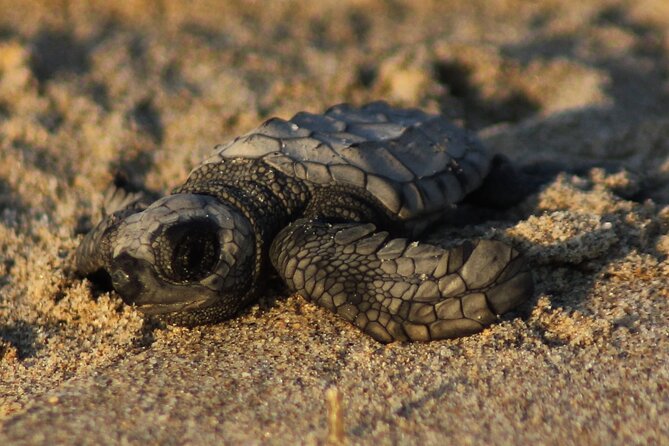 Puerto Vallarta: Help Release Baby Sea Turtles - Key Points