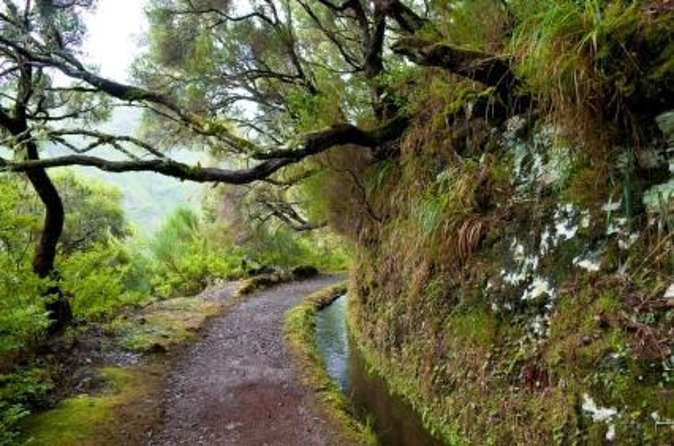 Rabacal Small-Group Half-Day Levada Walk  - Madeira - Key Points