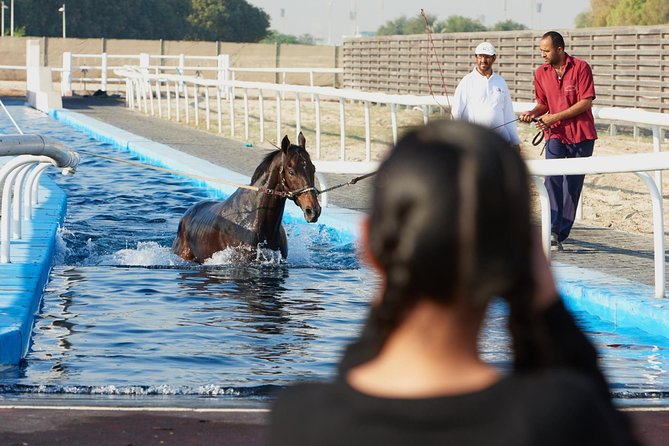 Racehorse Stable Tour With Breakfast at Meydan Racecourse - Key Points