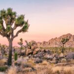 rappelling adventure in joshua tree national park 4 hours Rappelling Adventure in Joshua Tree National Park (4 Hours)
