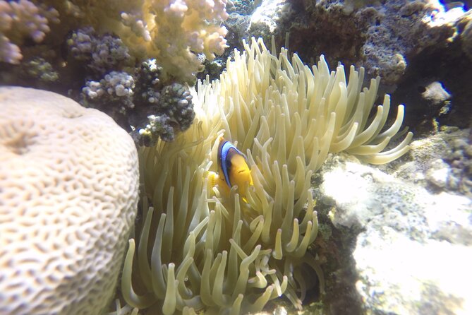 Ras Mohammed National Park and Tiran Island Snorkeling Day  - Sharm El Sheikh - Key Points