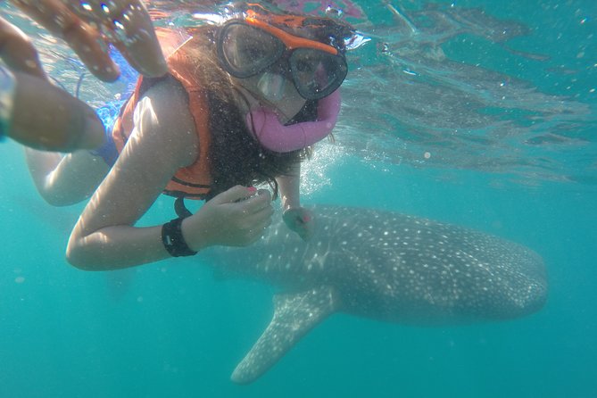 Reduced Group Whale Shark Tour - Key Points