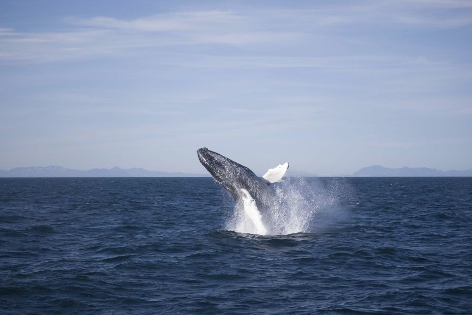 Reykjavik: 3-Hour Whale Watching Tour - Key Points